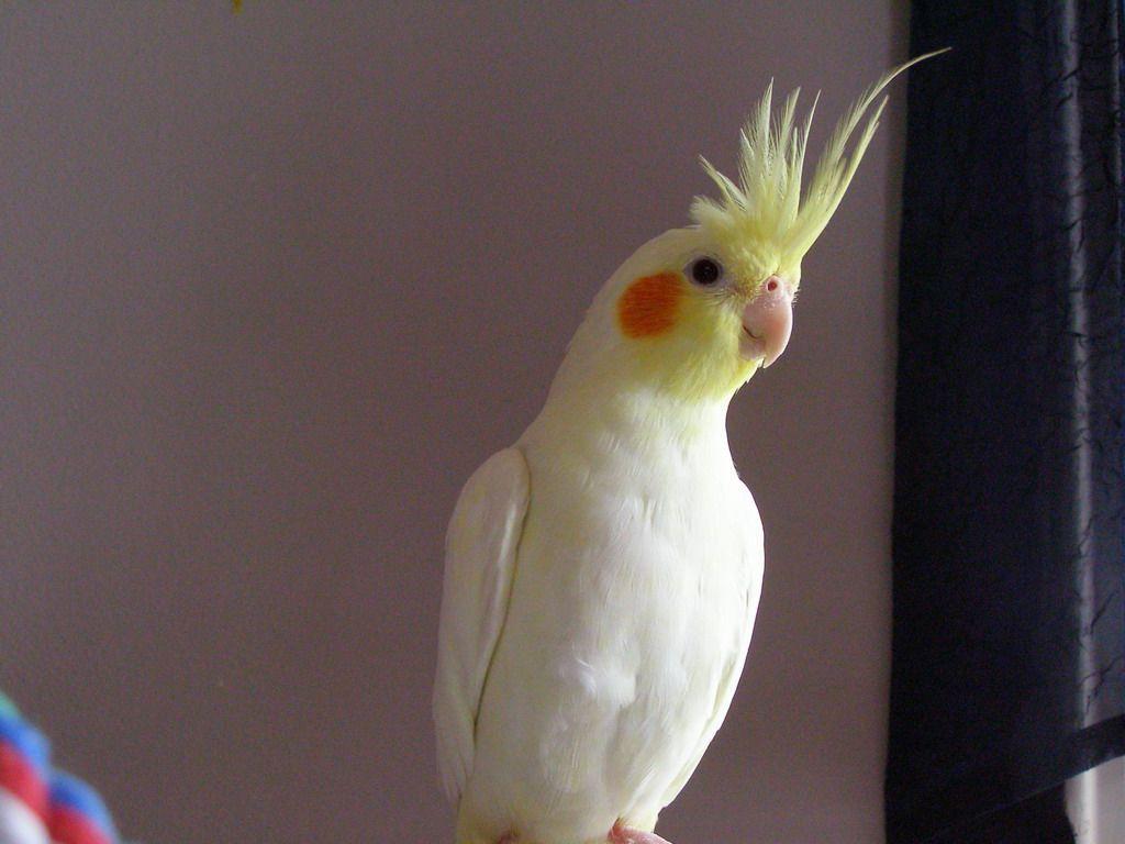 Cockatiel Bird Wallpapers - Wallpaper Cave