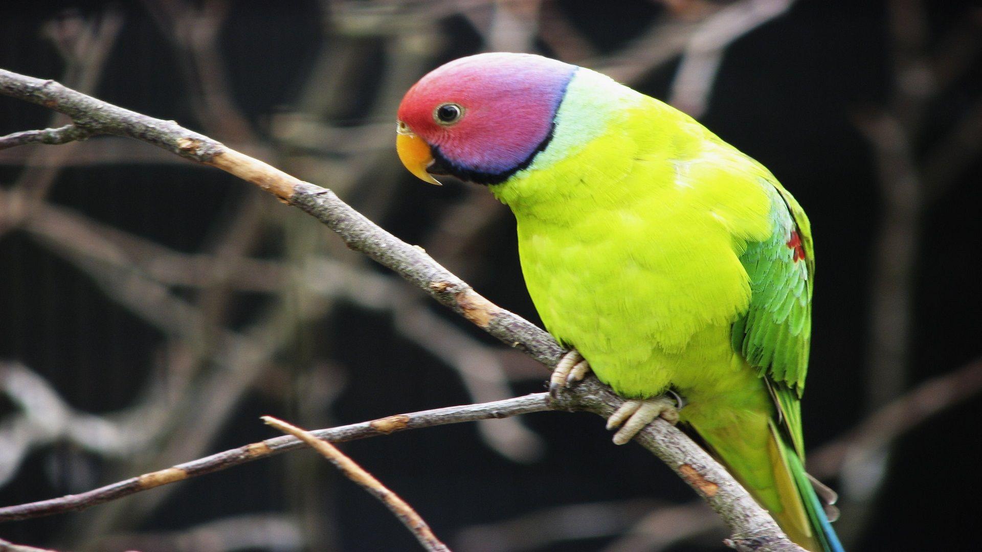 Free Download Lovely Hd Wallpaper Of Parakeet Bird Best Desktop