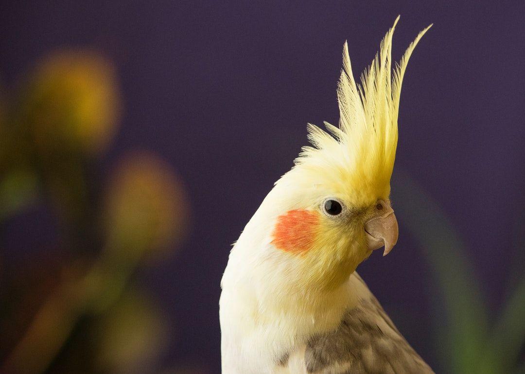 Cockatiel Bird Wallpapers - Wallpaper Cave