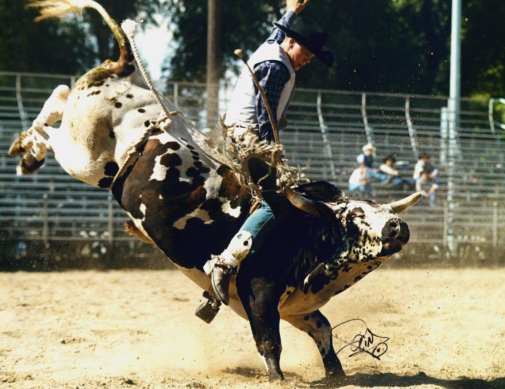 Bull Riding Wallpapers 45+