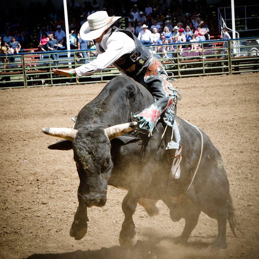 Bull Riding Wallpapers 78537