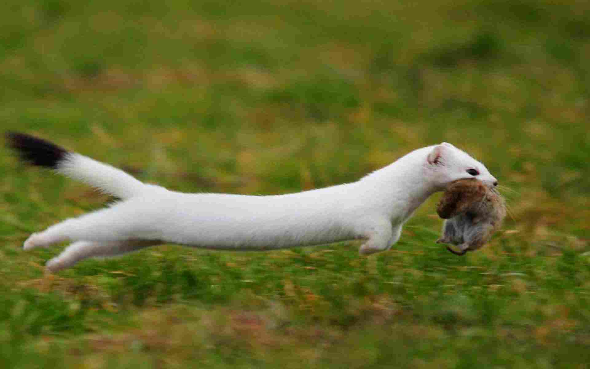 Weasel Wallpapers - Wallpaper Cave