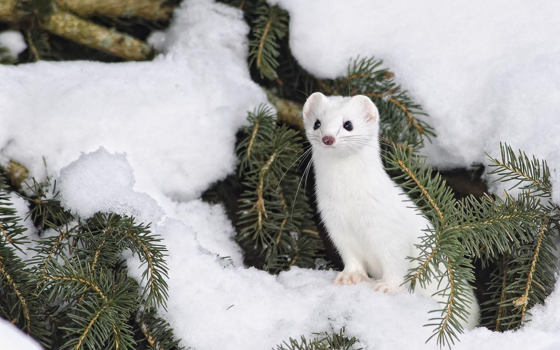 Weasel Wallpapers - Wallpaper Cave