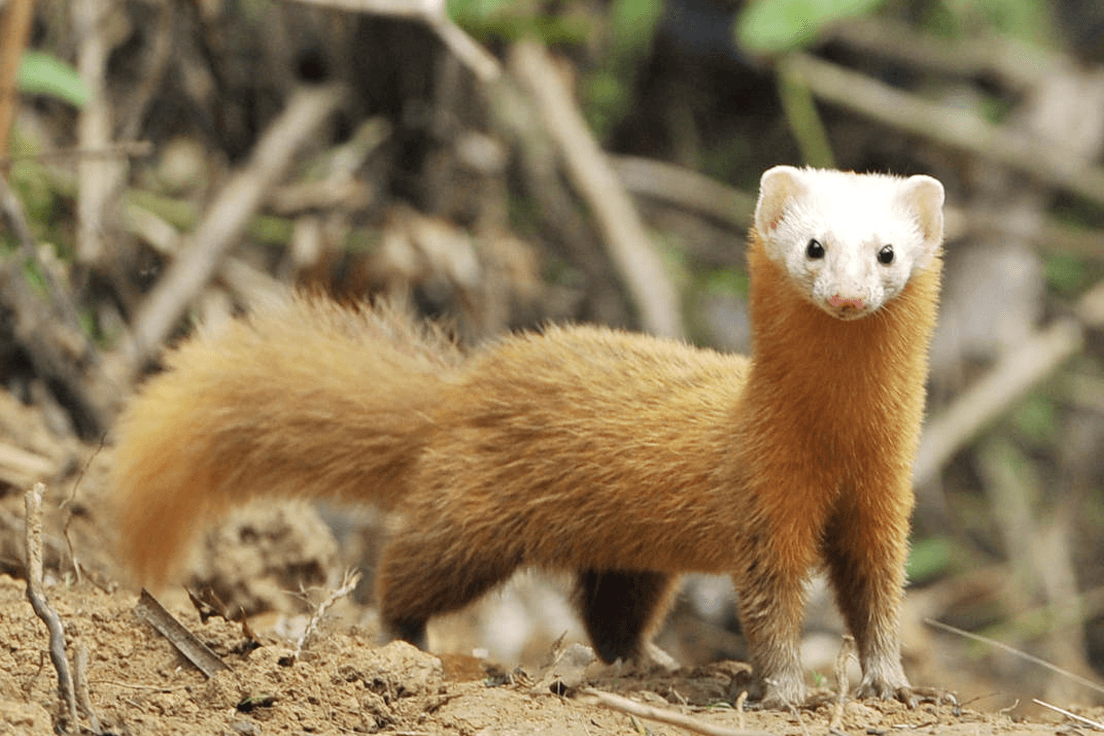 Weasel Animal Facts & HD Image Wallpaper Download
