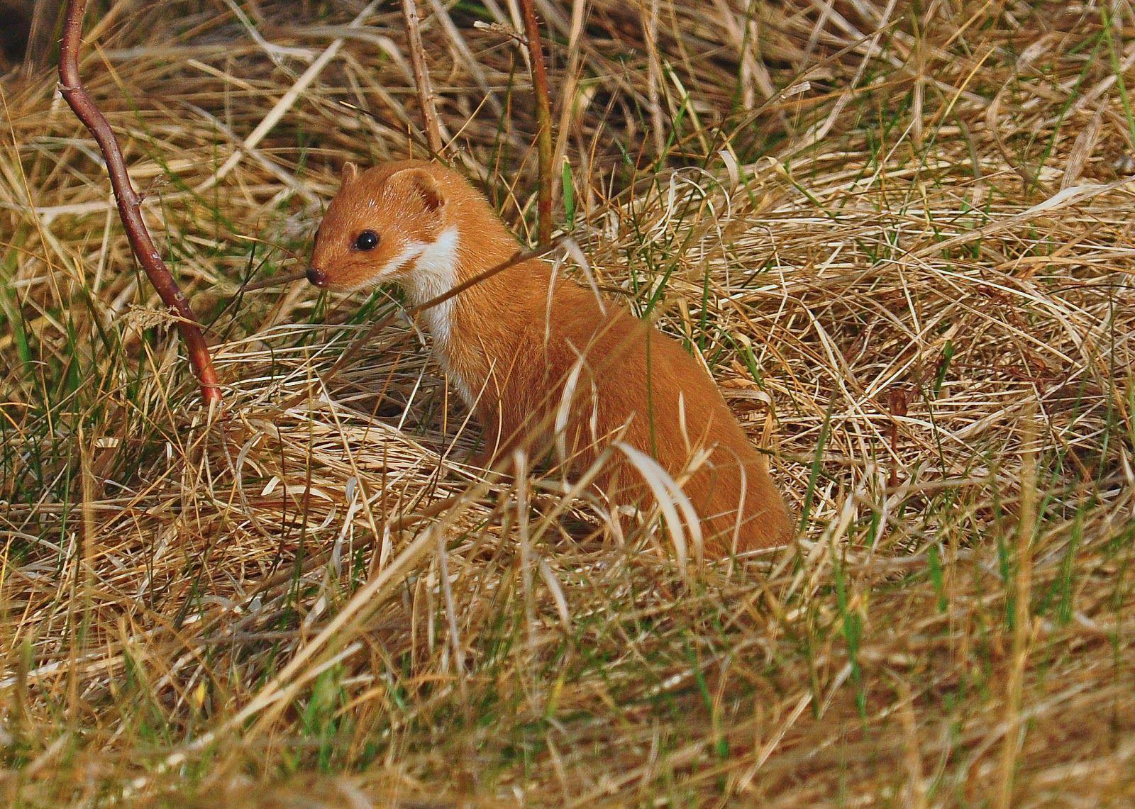 Weasel Wallpapers - Wallpaper Cave