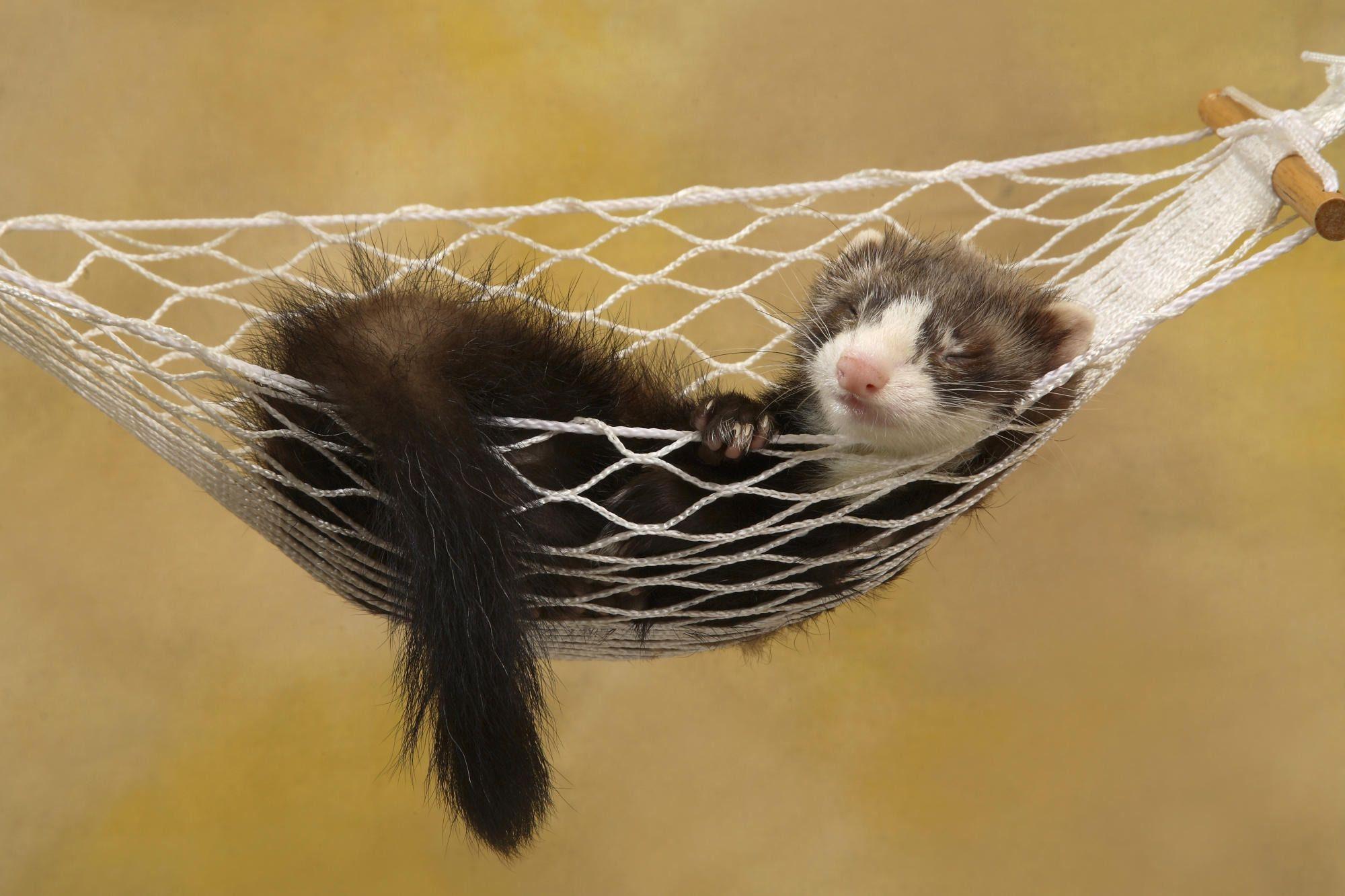 Wallpaper relax Weasel Hammock