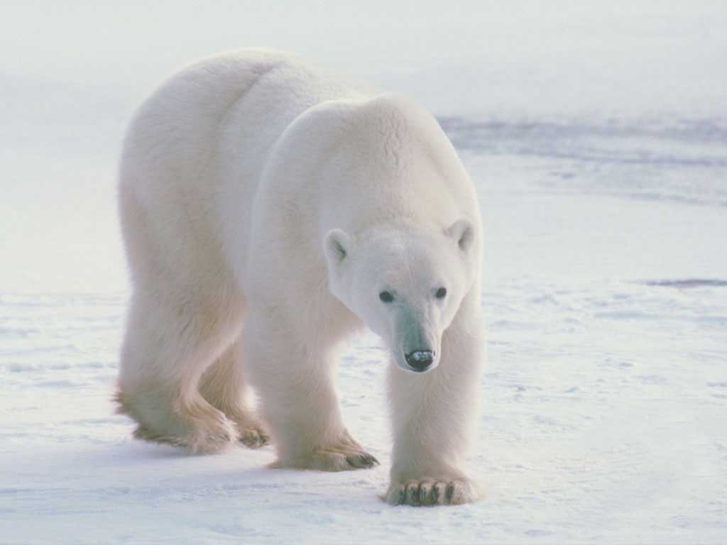 Polar Bear Wallpaper. Fun Animals Wiki, Videos, Picture, Stories