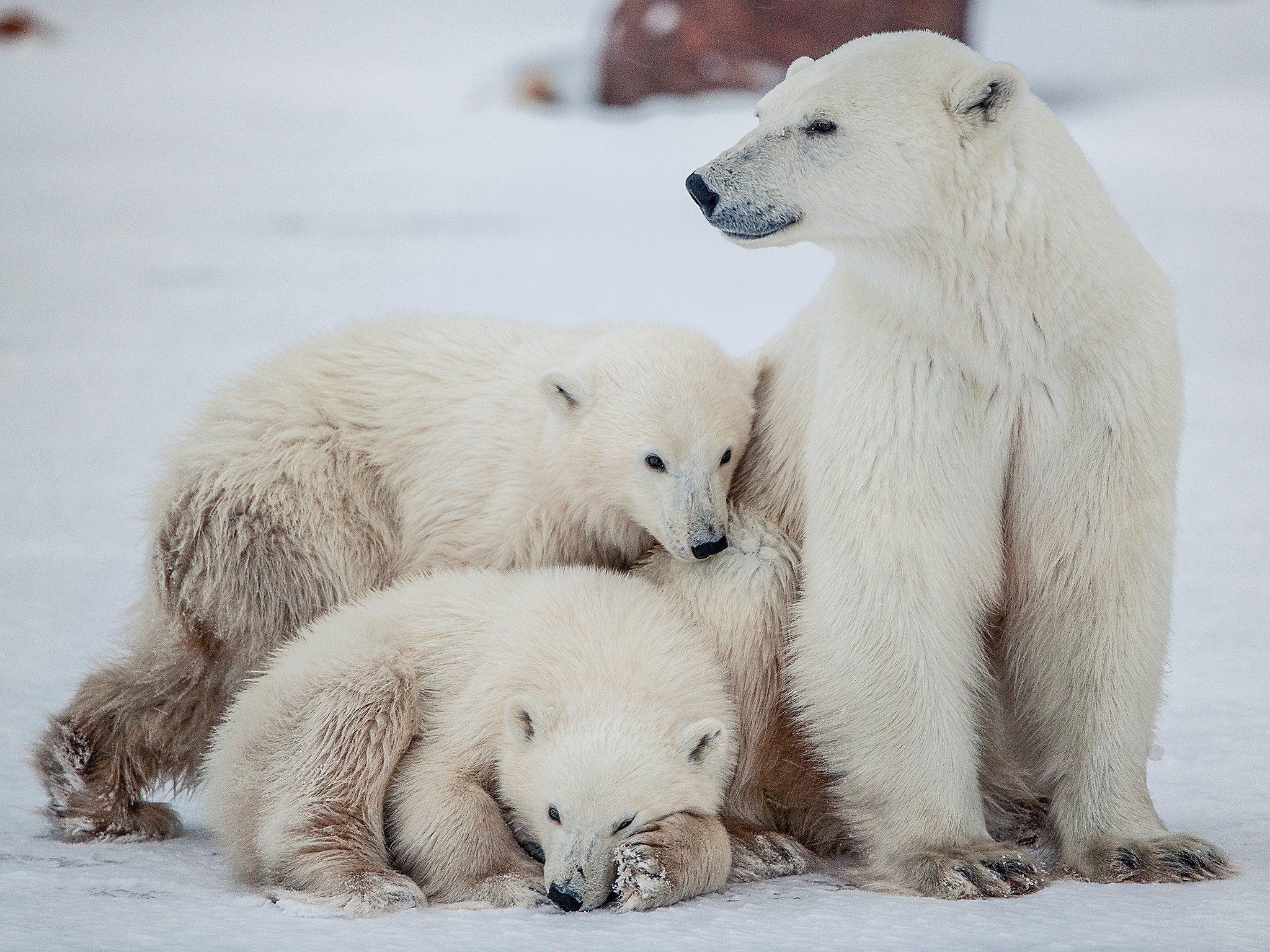 Білий як. Белые медведи в Исландии. Происхождение белого медведя. Медвежата фото.