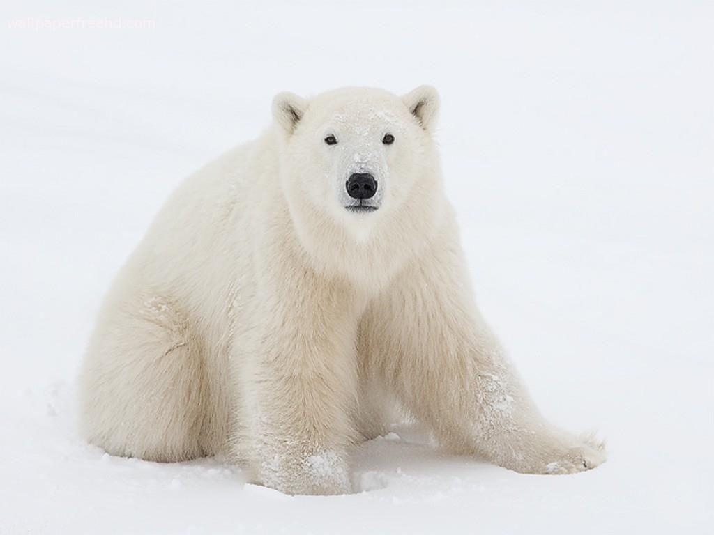 picture of white polar bears. White Polar Bear Wallpaper