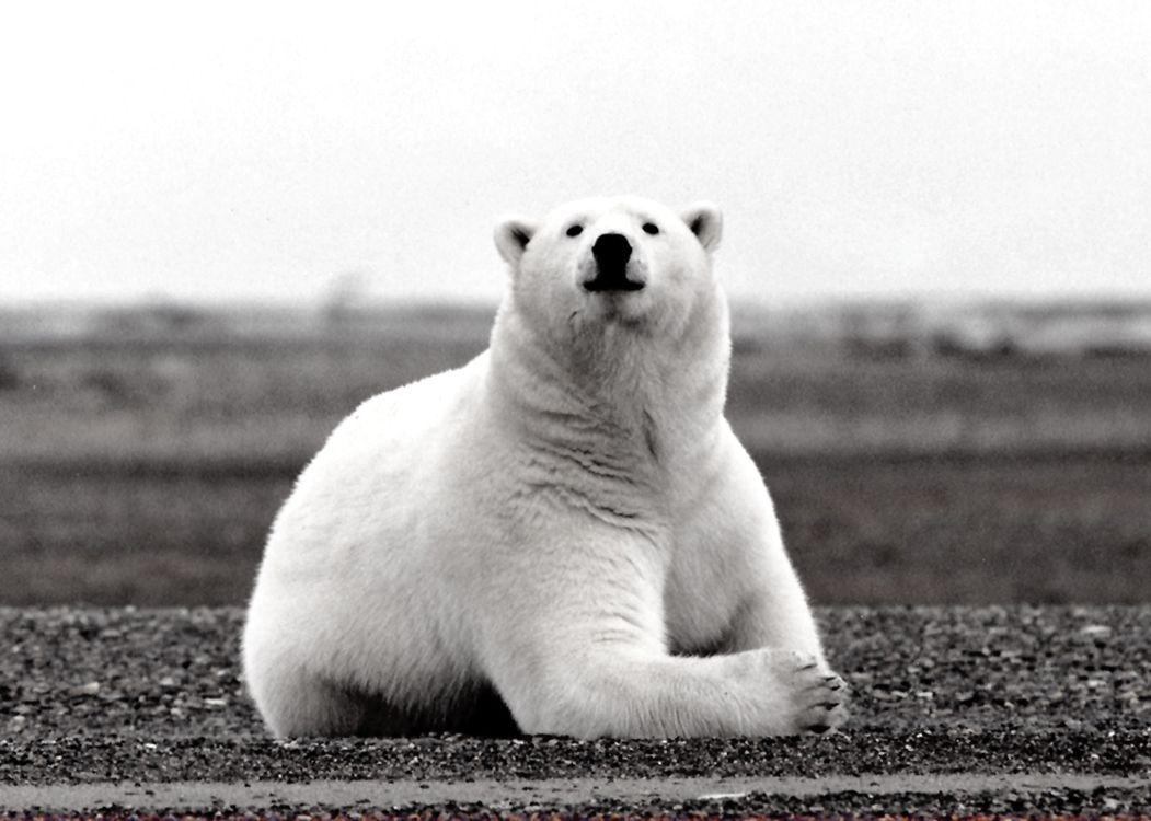 Polar Bear Wallpaper. Fun Animals Wiki, Videos, Picture, Stories