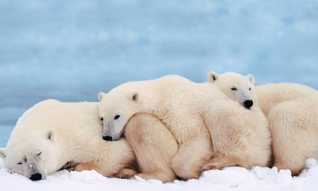 Fascinating Little Known Facts About Polar Bears. Yorkies