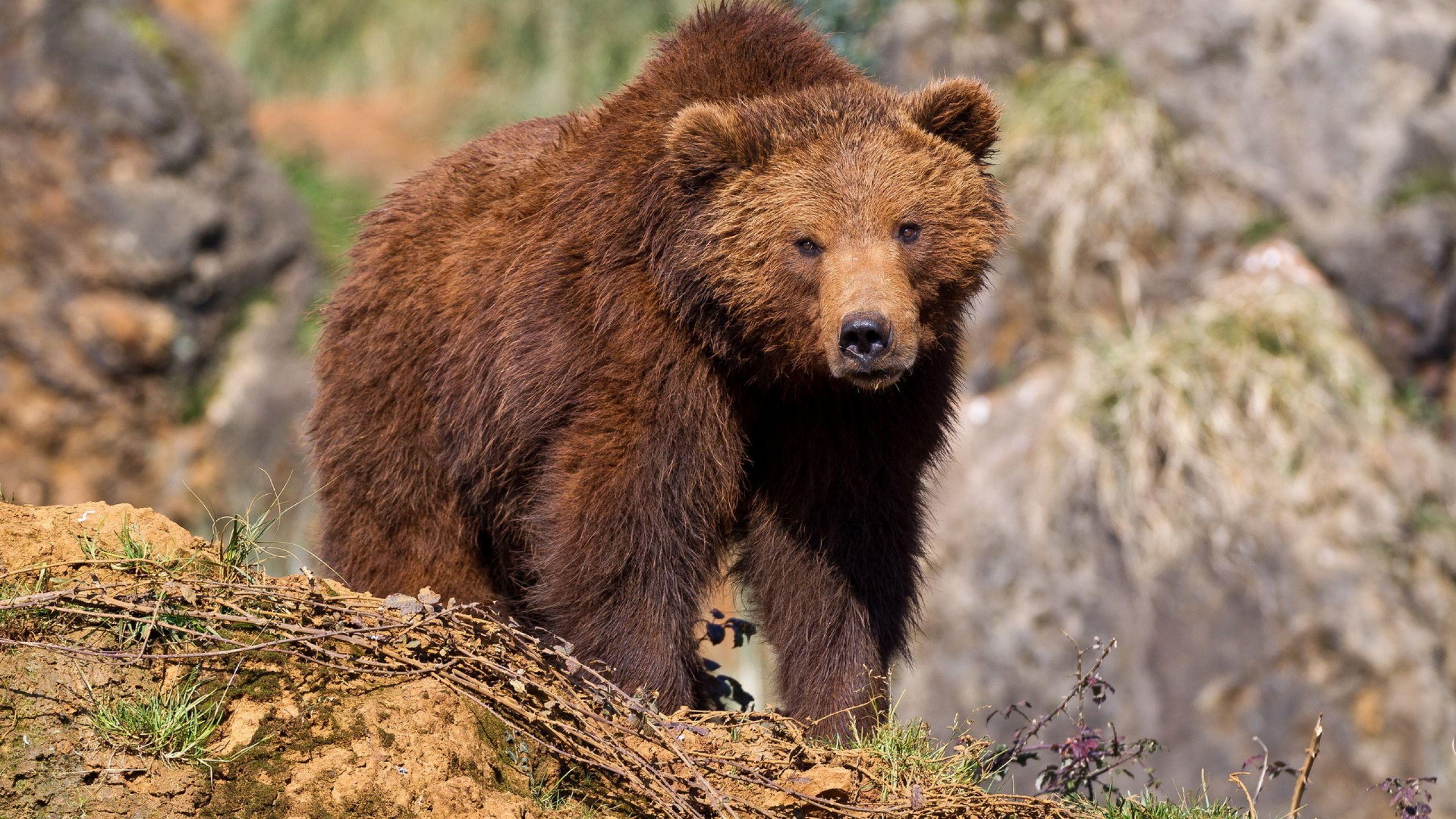 Группа бурого медведя. Гризли североамериканский бурый медведь. Бурый медведь Амурская область. Тянь-Шанский бурый медведь. Северная Америка медведь Гризли.