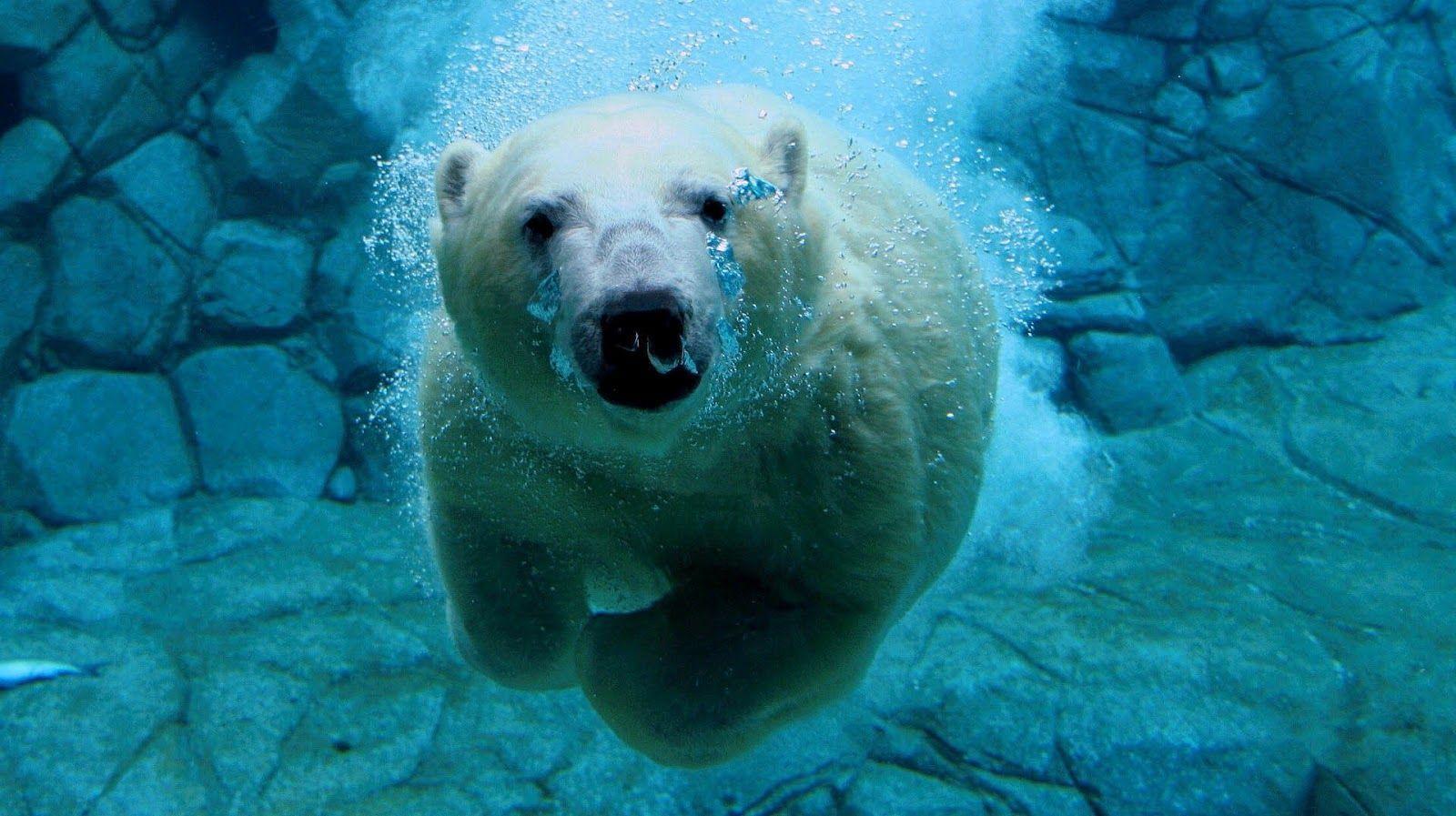 Polar bear swimming underwater. Polar bear wallpaper, Polar bear