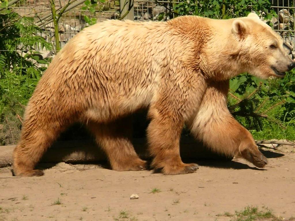 Grolar Bear Wallpapers - Wallpaper Cave