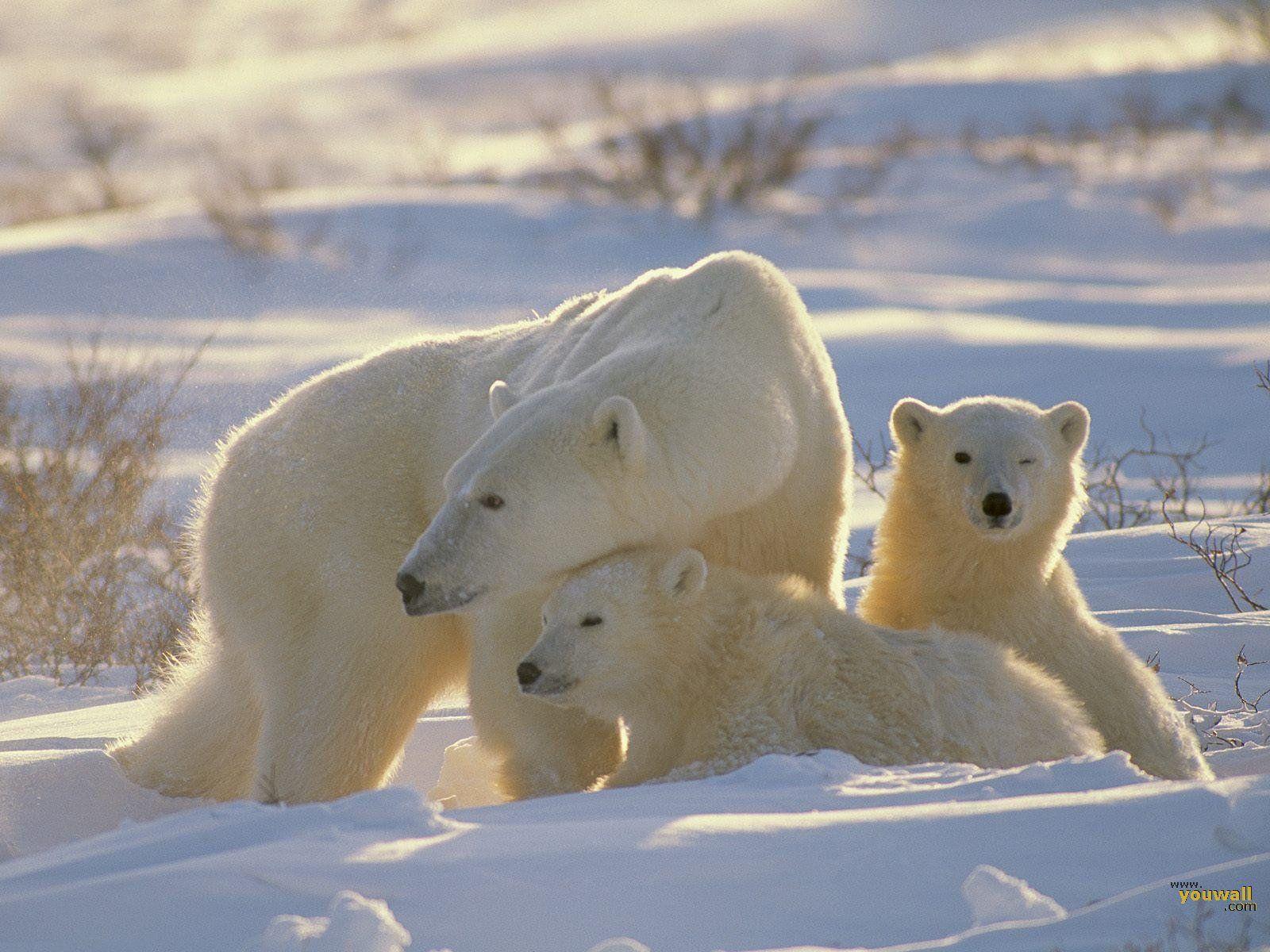 Polar Bear Wallpaper. Fun Animals Wiki, Videos, Picture, Stories