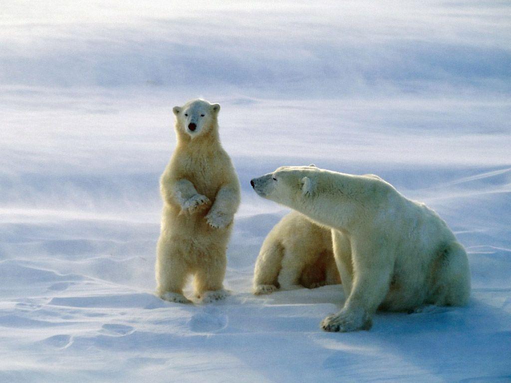 Polar Bear Wallpaper. Fun Animals Wiki, Videos, Picture, Stories