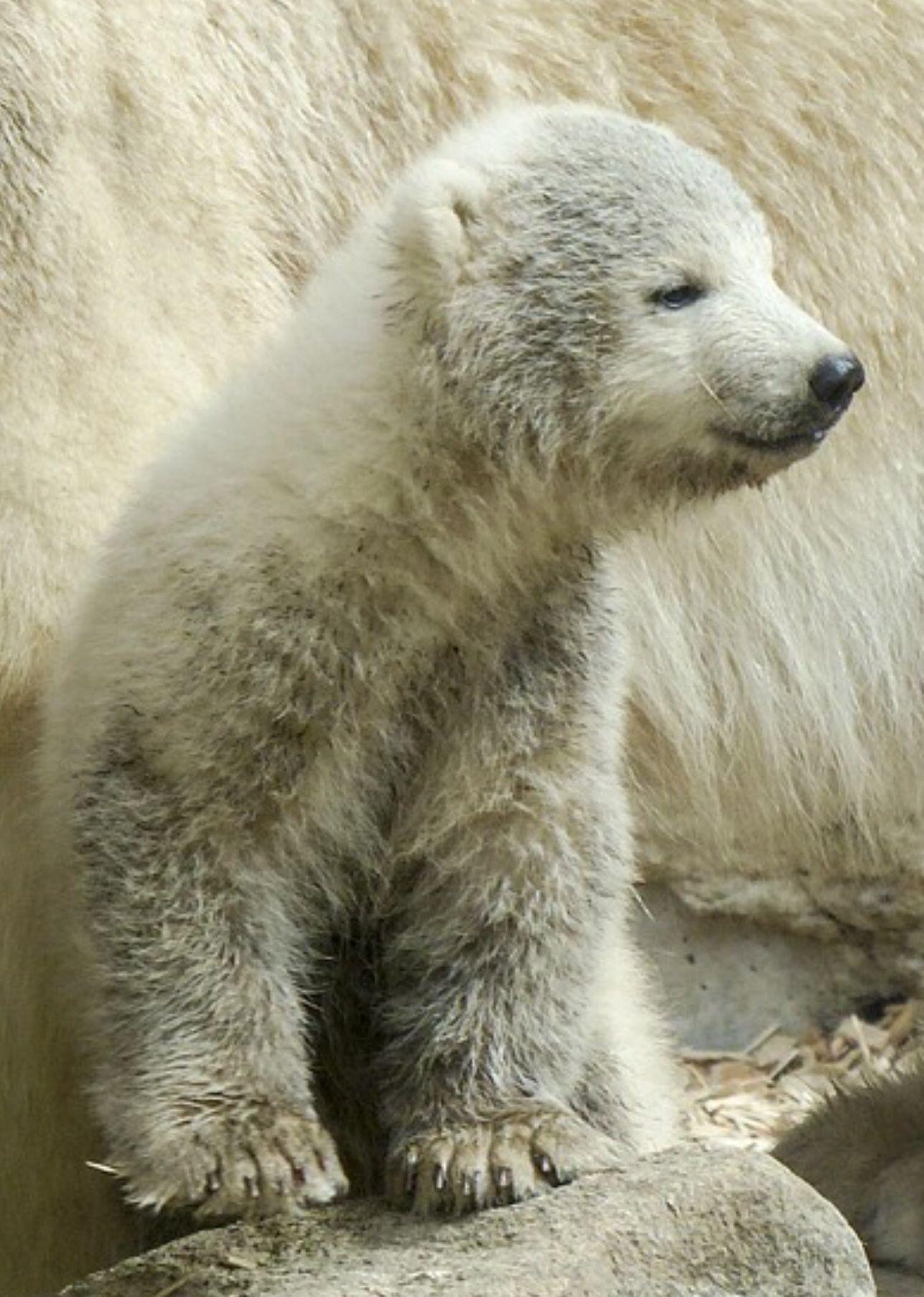 Grolar Bear Wallpapers - Wallpaper Cave