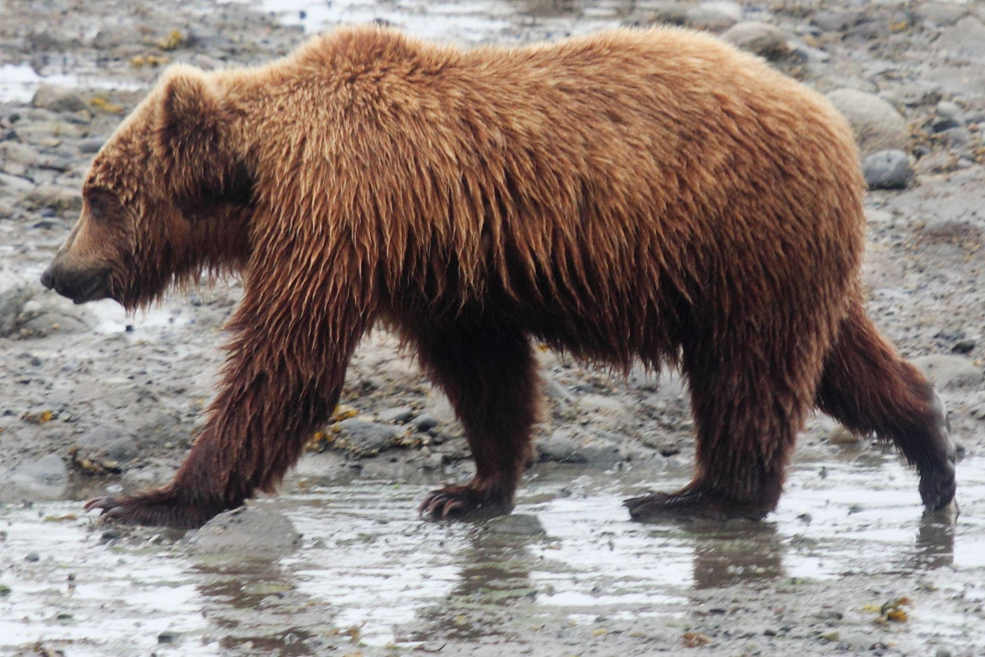 Grolar Bear Wallpapers - Wallpaper Cave
