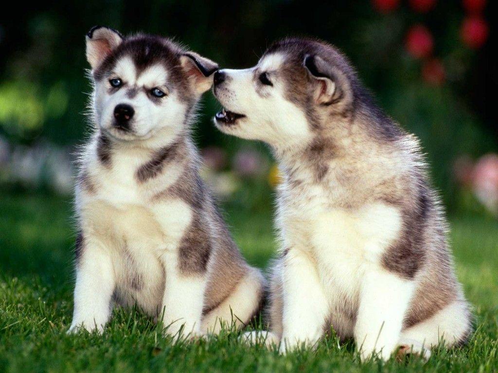 Dogs image Siberian Husky Puppies HD wallpaper and background