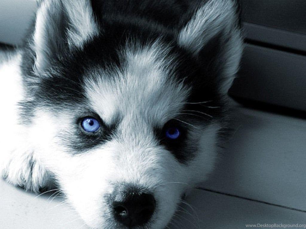 Download Free Siberian Husky Puppies Wallpaper The Quotes Land