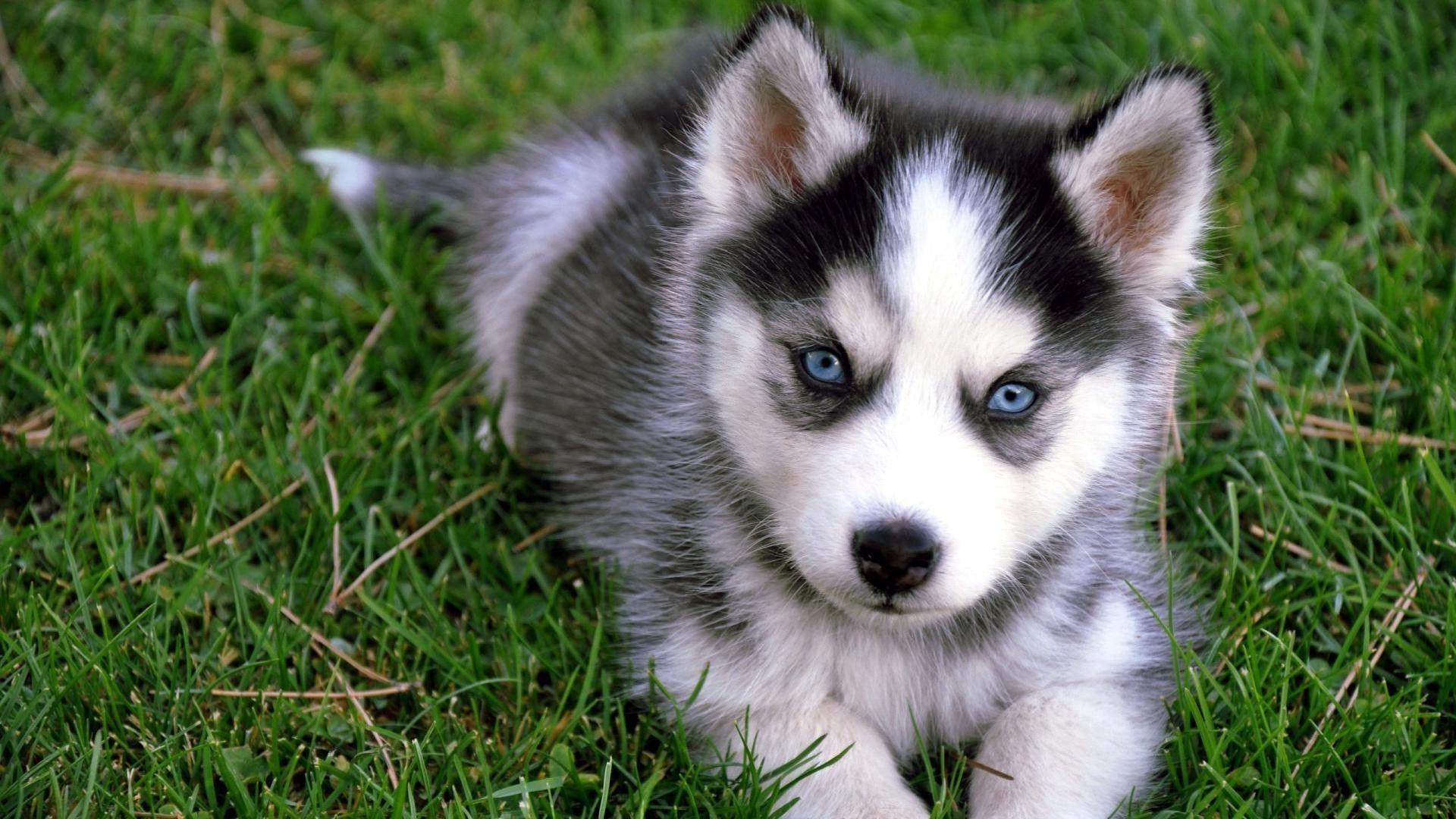 siberian husky car puppies wallpaper and background