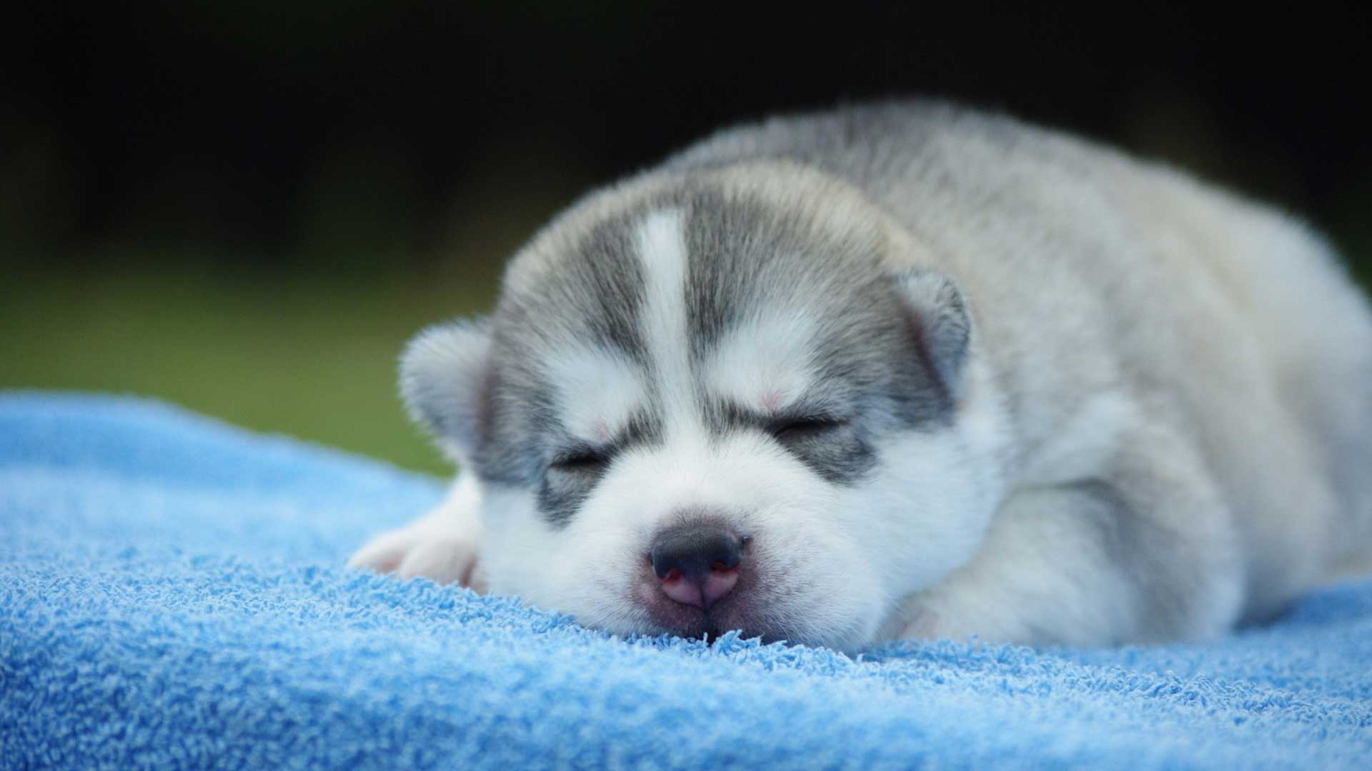 Wallpaper.wiki Siberian Husky Cute Puppy Background Free Download