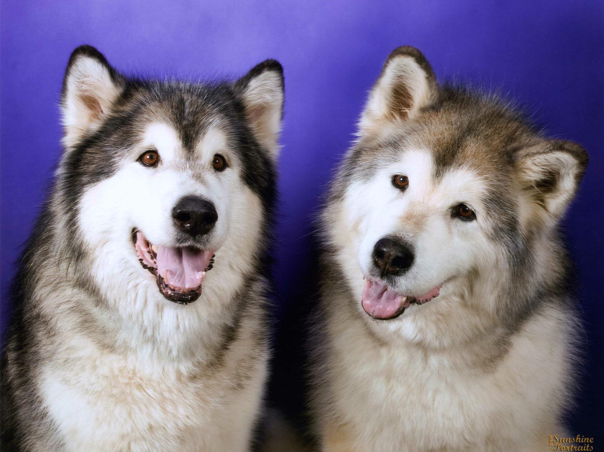 Dogs image siberian Huskies HD wallpaper and background photo