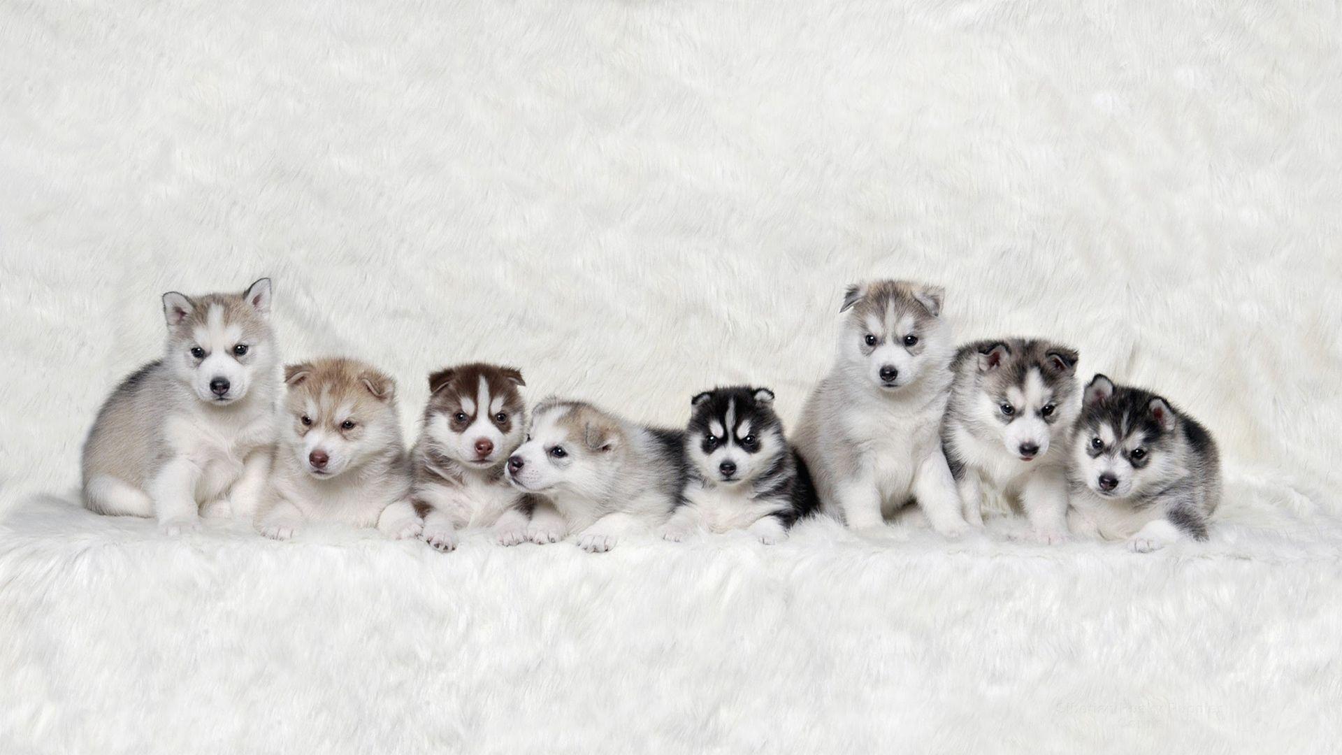 Husky Puppies (1920 x 1080)