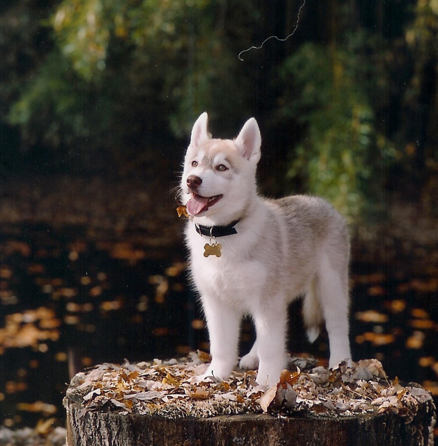 Wallpaper Hub: Cute Siberian Huskies Puppies Wallpaper