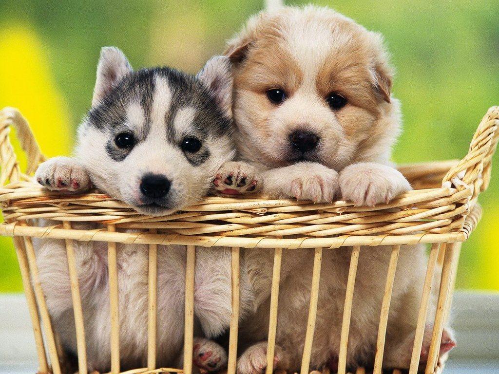 Husky Puppies Wallpaper 9 X 768