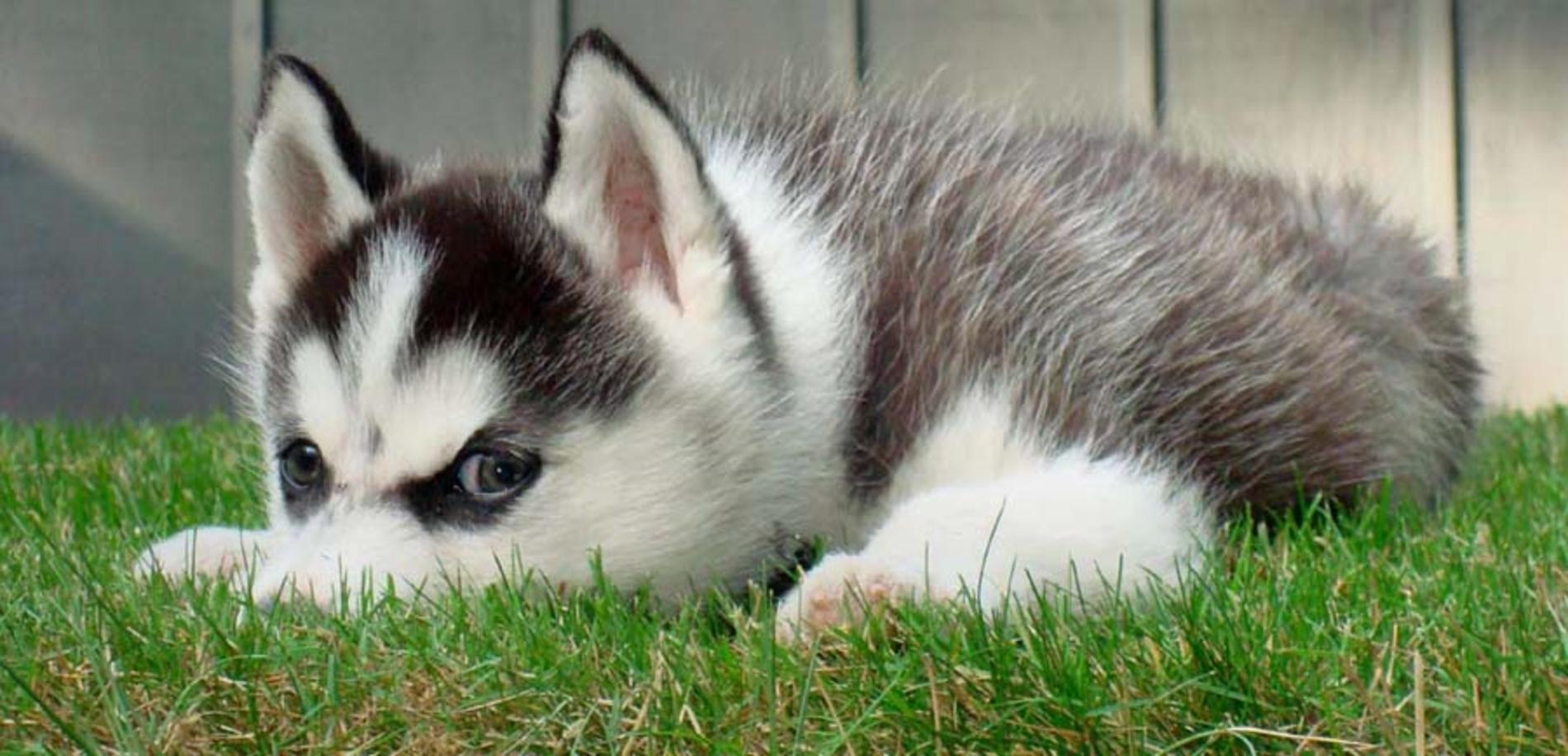 Cute Siberian Husky Puppy Wallpaper