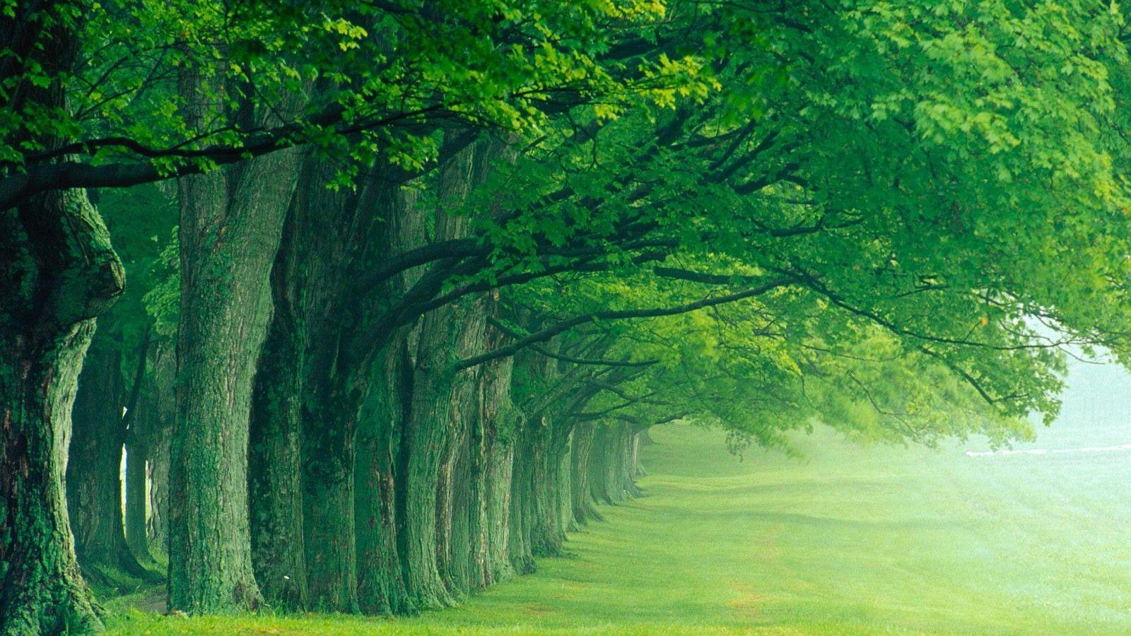All Green Trees in One Line and Living Toward One Direction, a Favorable Natural Scene, Great for Eye and Environment Protection