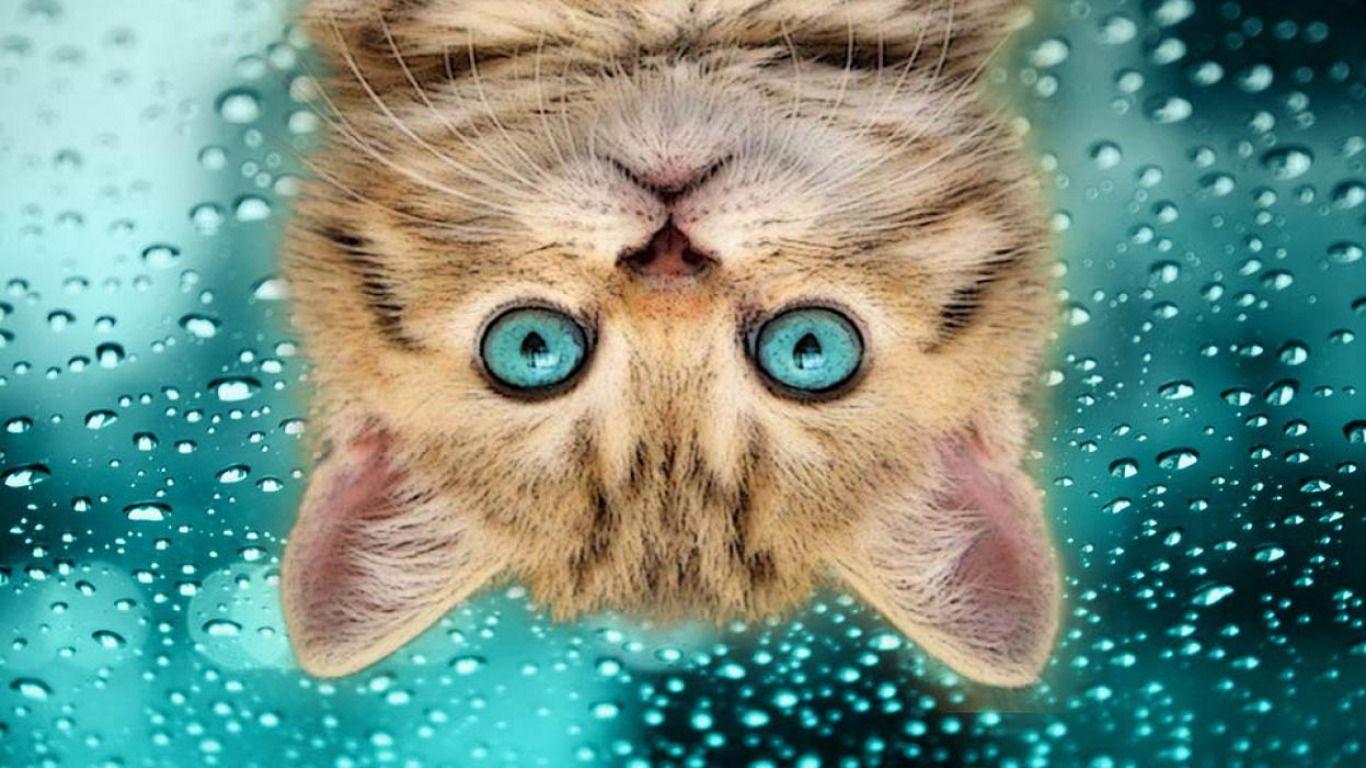 Upside Down Cat Wallpaper and Background Imagex768