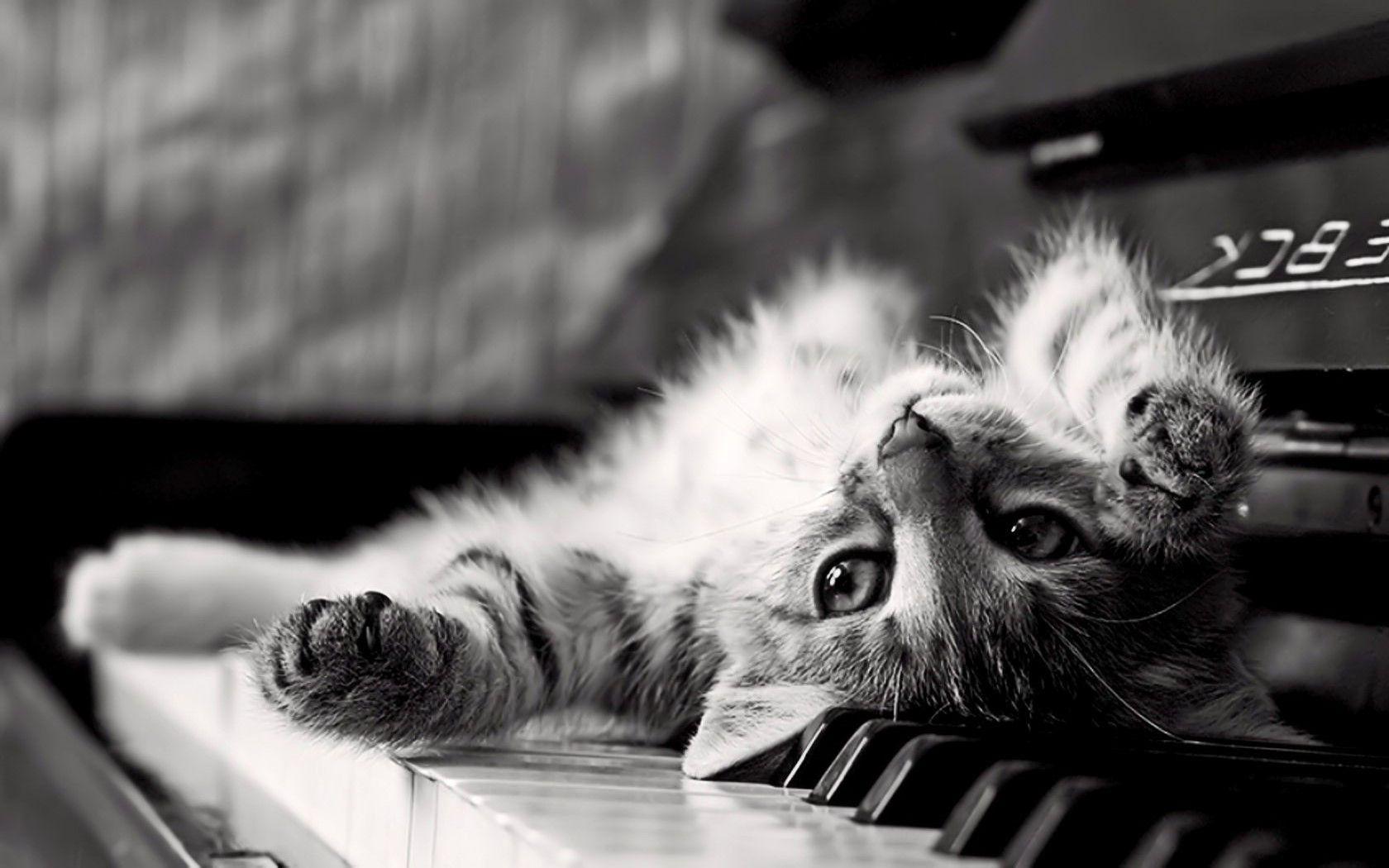 monochrome animals piano kittens cat upside down wallpaper