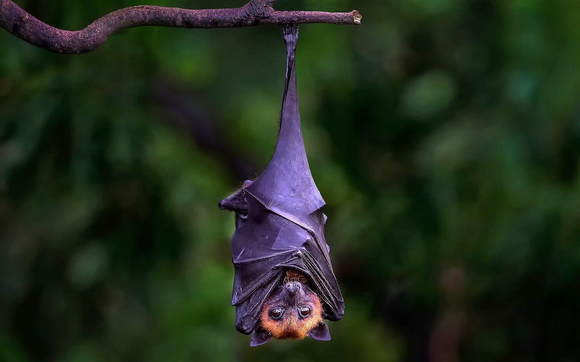 Bat Hanging Upside Down On Branch Wallpaper