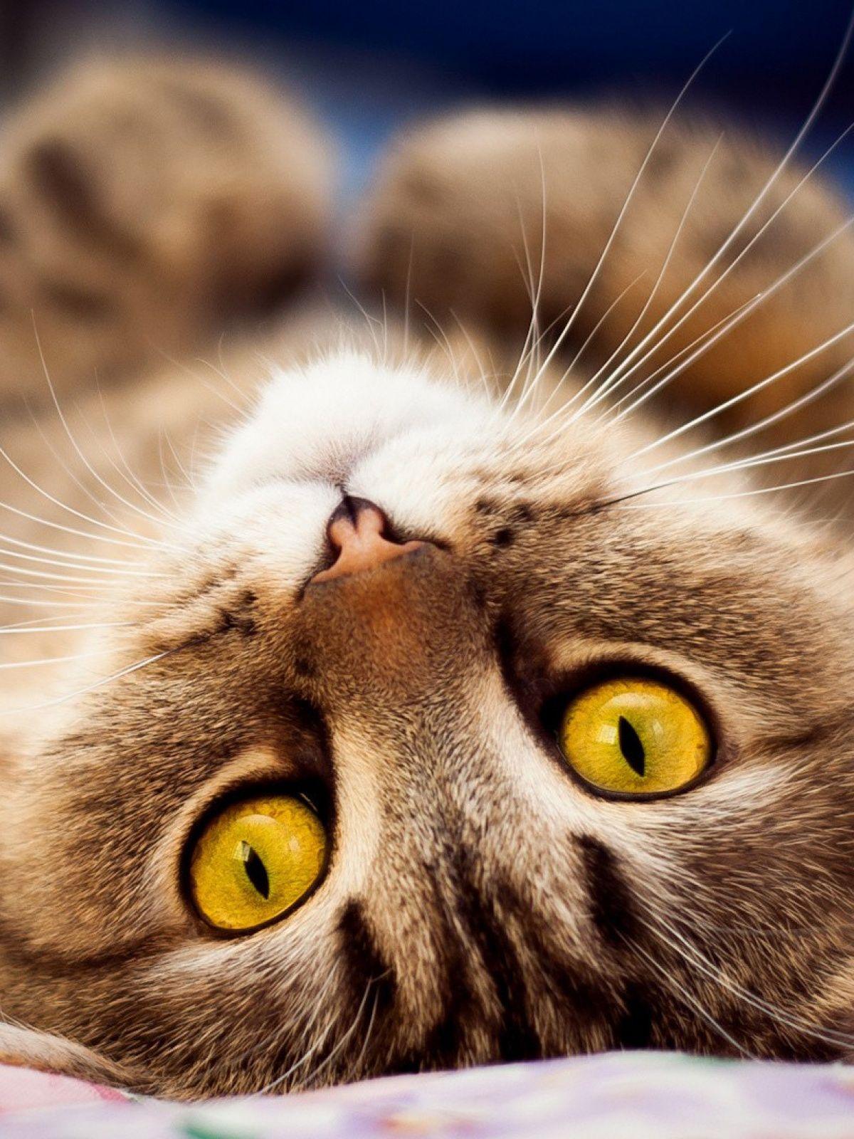 Upside Down Cat Amber Eyes Android Wallpaper free download