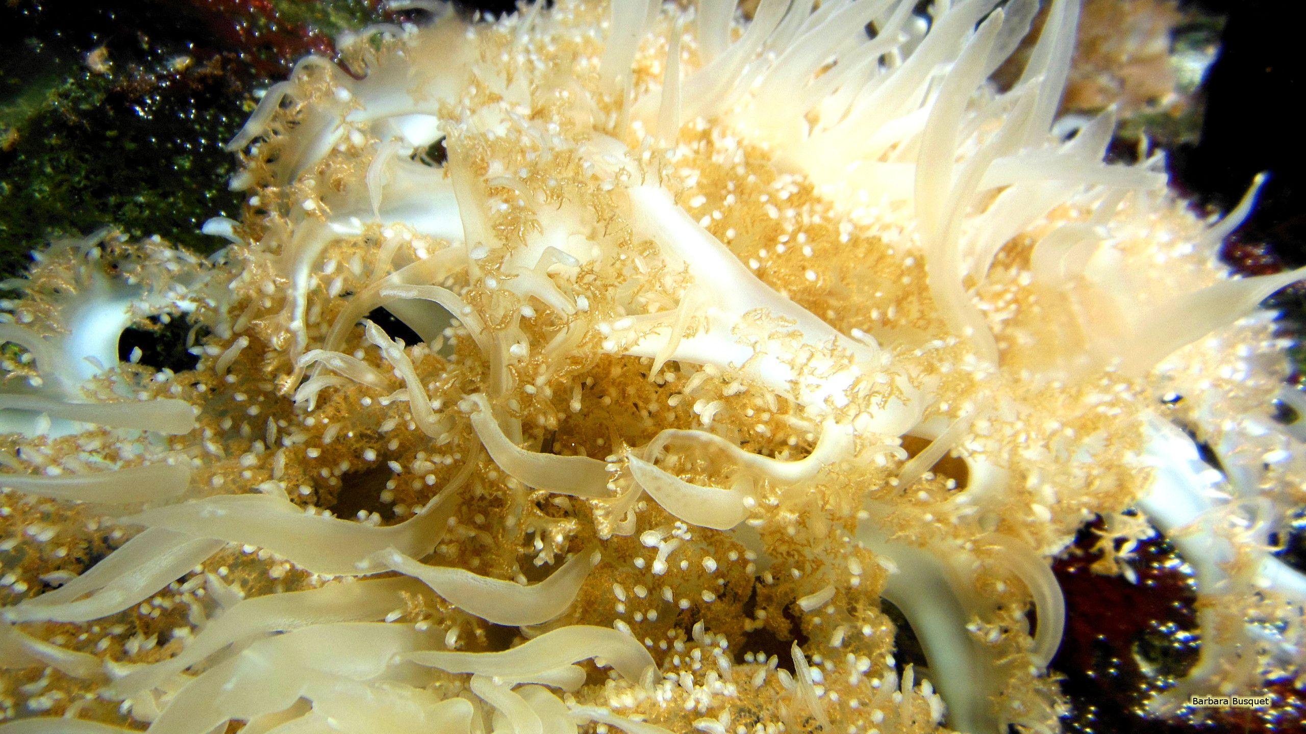 Upside Down Jellyfish HD Wallpaper