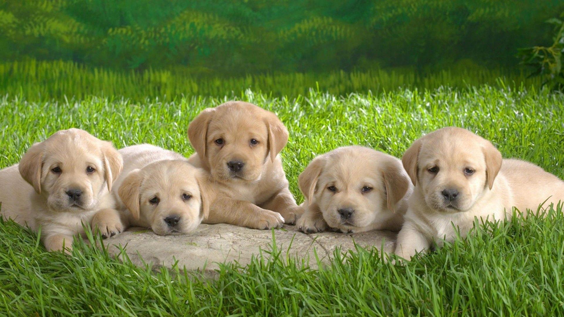Download Full HD Wallpaper of Puppy Labrador