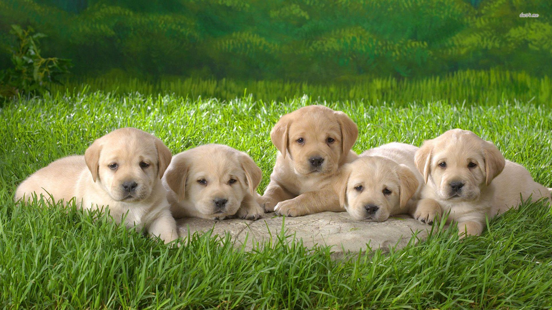 Labrador Retriever Wallpaper