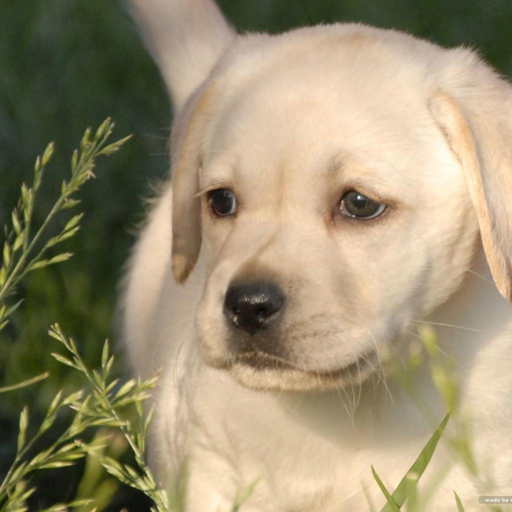 Wallpaper Blink Retriever Wallpaper HD 10 X 1200