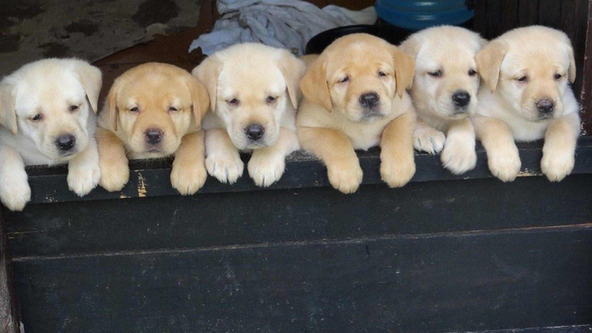 Golden and Labrador Retriever Wallpaper Luxury Wallpaper HD Puppies