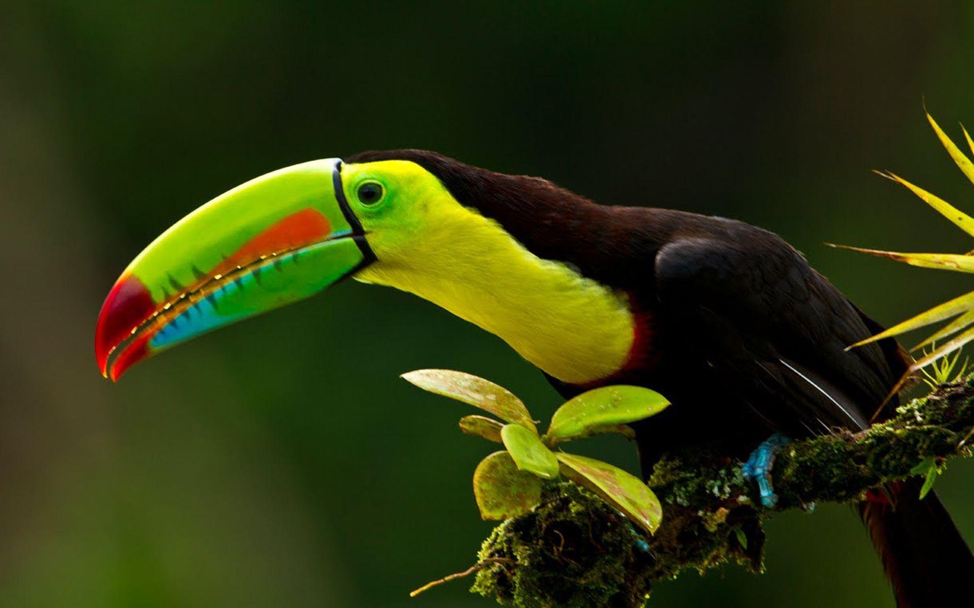 Keel Billed Toucan Known As Sulfur Breasted Toucan Rainbow Is