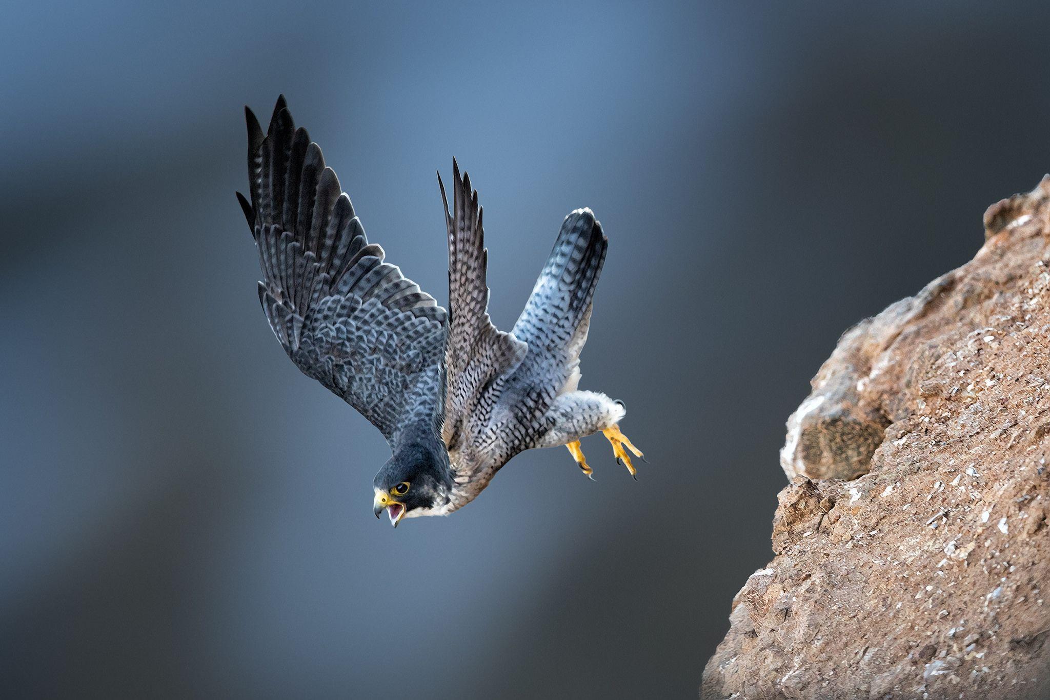 Fast Flying Speed Of Peregrine Falcon [1920x1080]