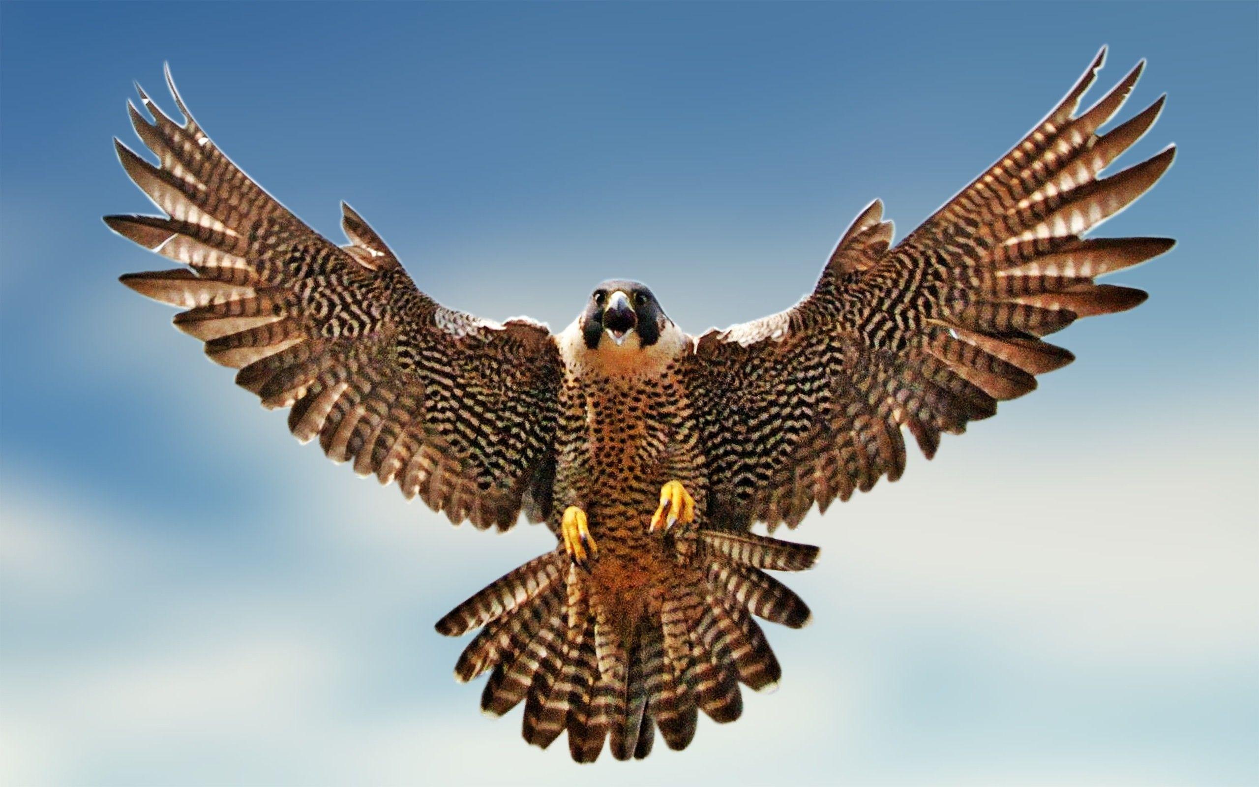 Peregrine Falcon Wallpaper For iPhone. Animals Wallpaper