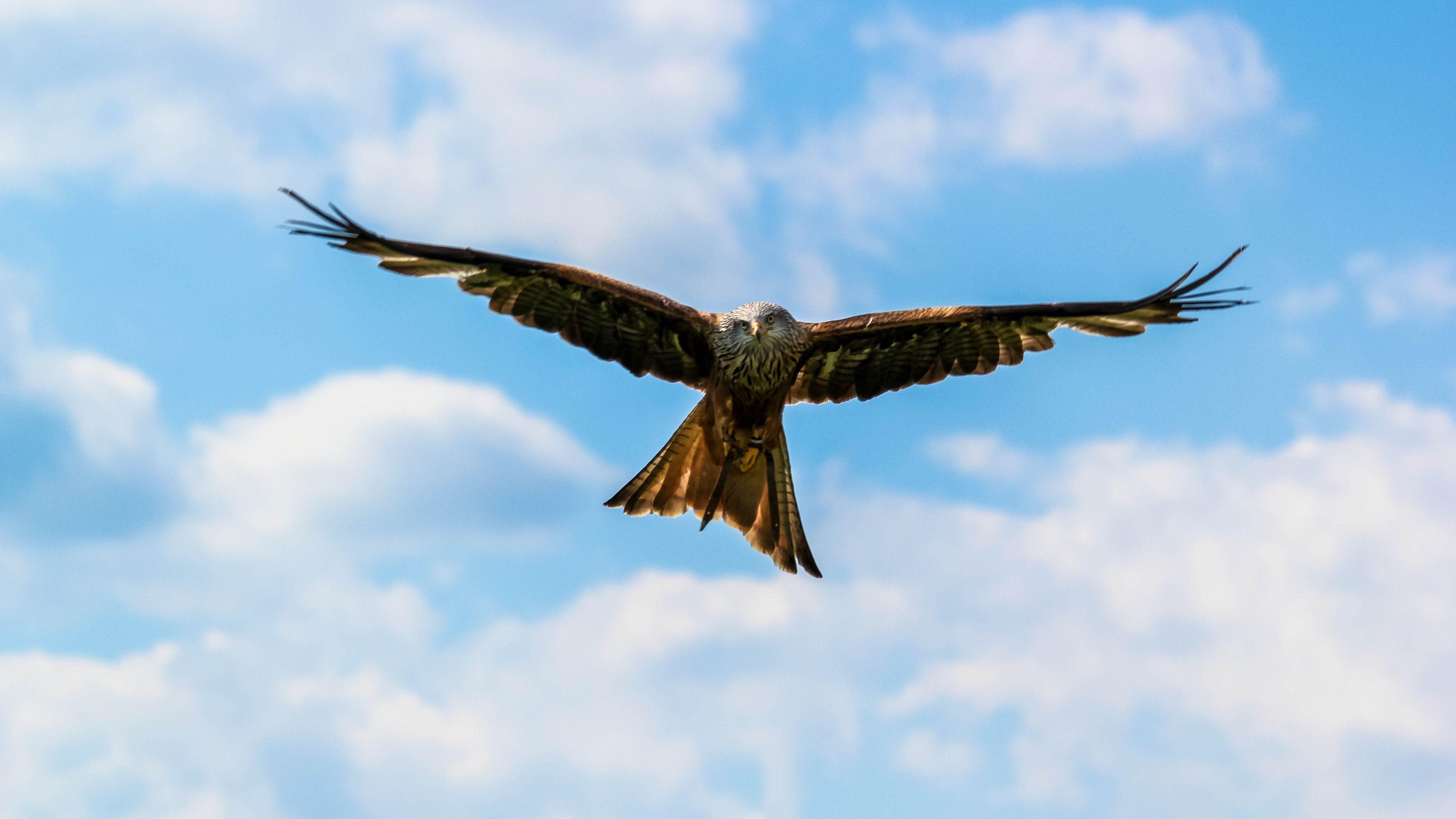 Peregrine Falcon in Flight 4k Ultra HD Wallpaper. Background Image