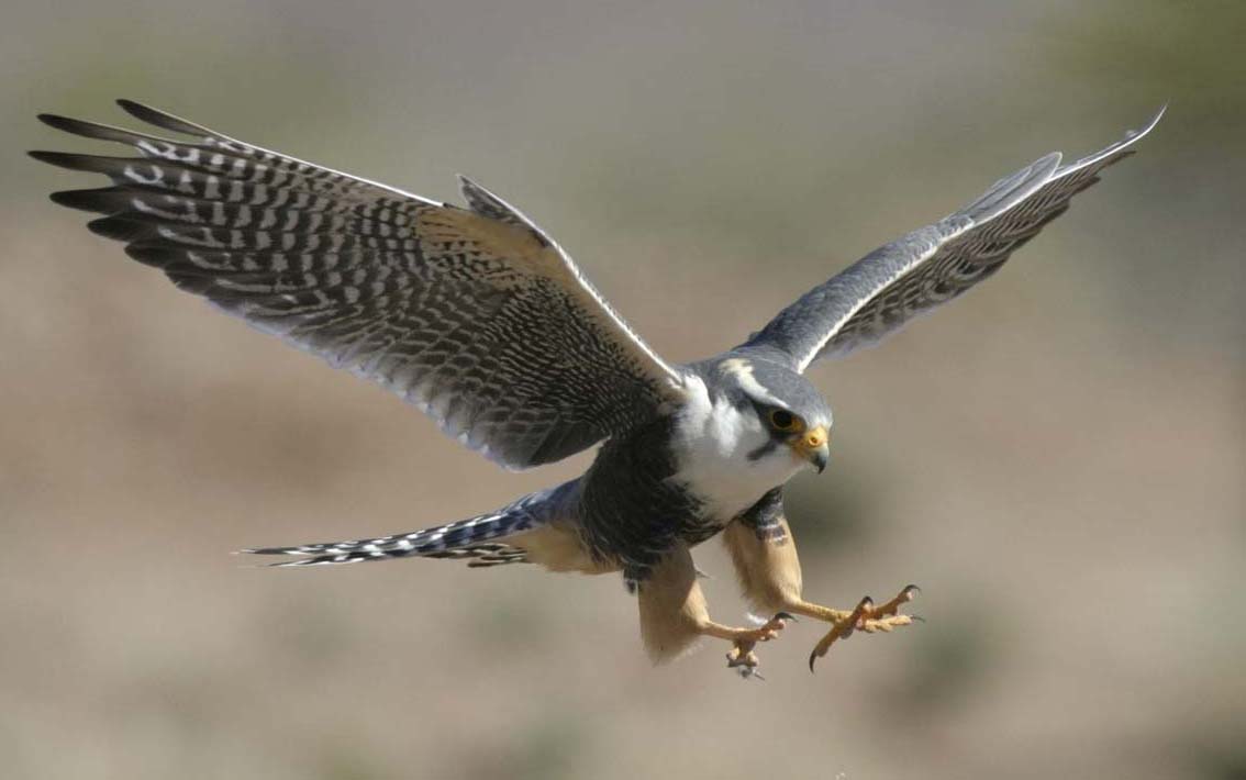 All About Animal Wildlife: Peregrine Falcon Wildlife Wallpaper