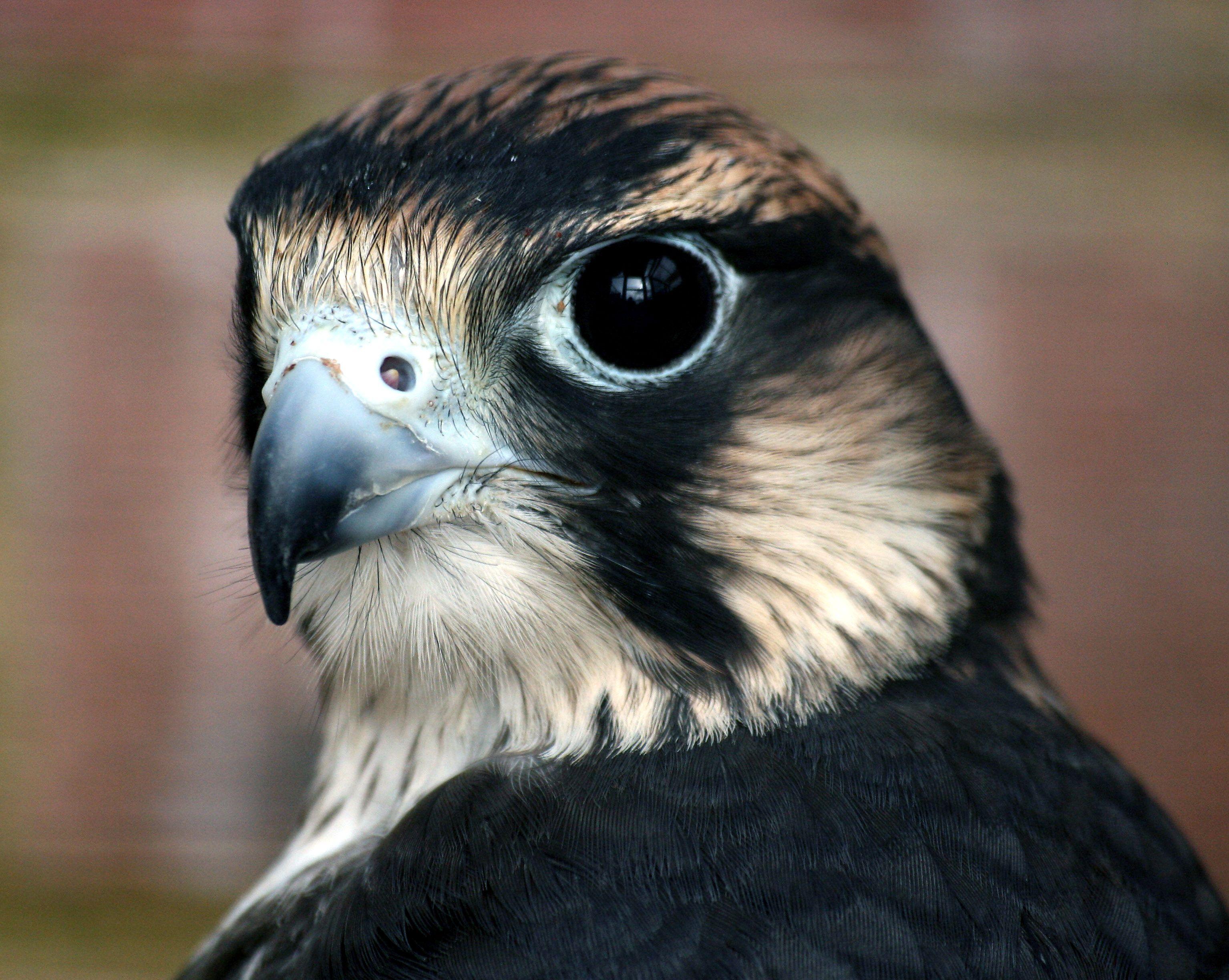 Peregrine Falcon HD Wallpaper and Background Image