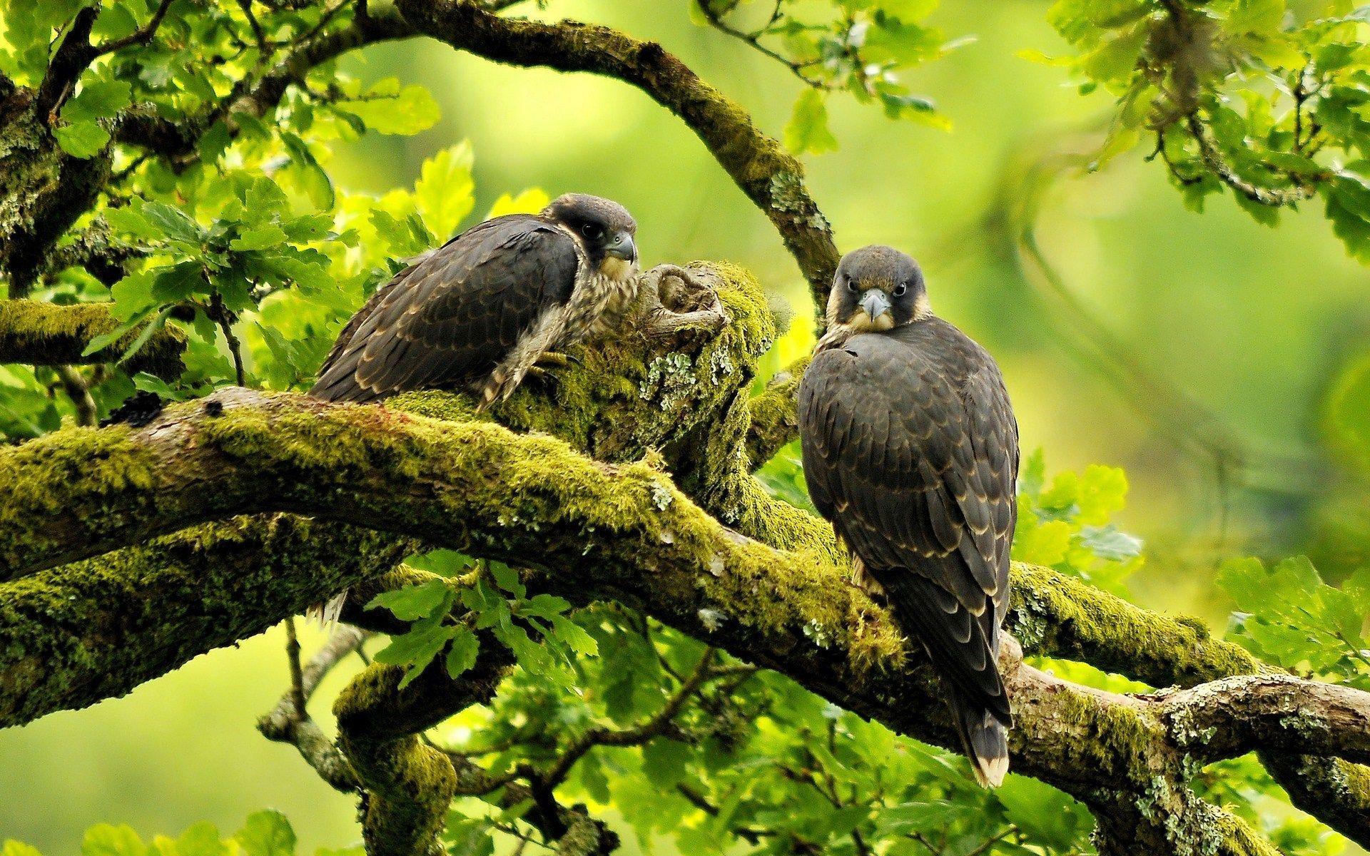 Birds Peregrine Falcon Branches Nature
