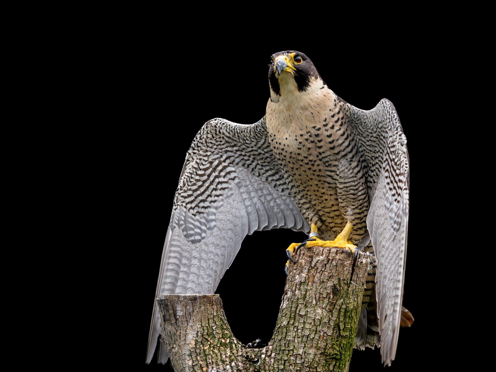 Peregrine falcon on a Tree Log HD Wallpaper. Background Image