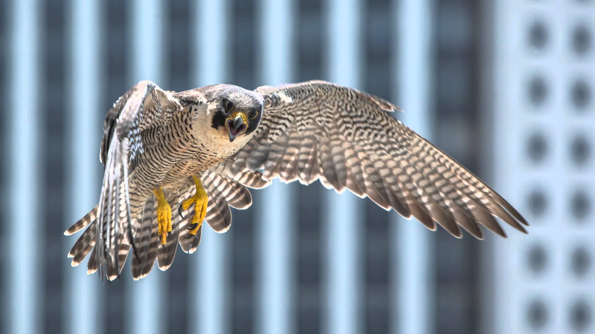Wex Pro. Luke Massey: Urban Peregrine Falcons